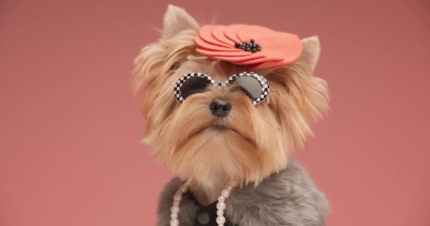 Moda Yorkie Cão Com Chapéu Legal Óculos Sol Vestindo Jaqueta — Vídeo de Stock