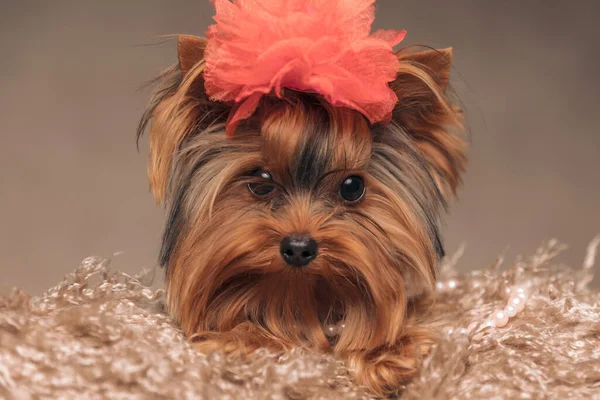 Primer Plano Imagen Dulce Yorkshire Terrier Perro Con Flor Roja —  Fotos de Stock