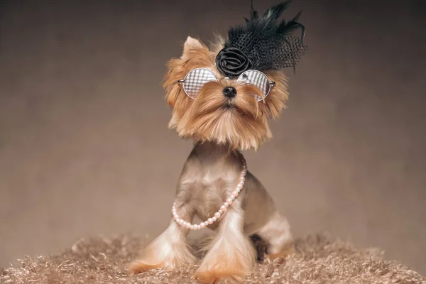 Adorable Yorkie Dog Cool Feather Head Accesories Sunglasses Pearls Necklace — Stock Photo, Image