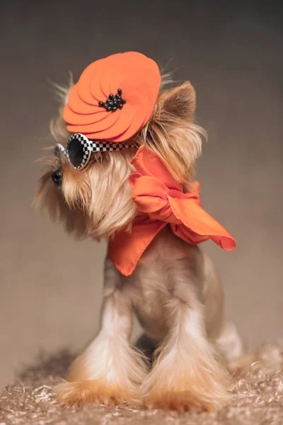 cool yorkie dog with orange hat and scarf and retro plaid sunglasses looking to side in studio while sitting in front of beige background