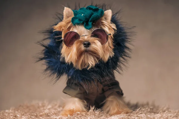 cool yorkshire terrier dog with jacket, hat and sunglasses standing in front of beige background in studio