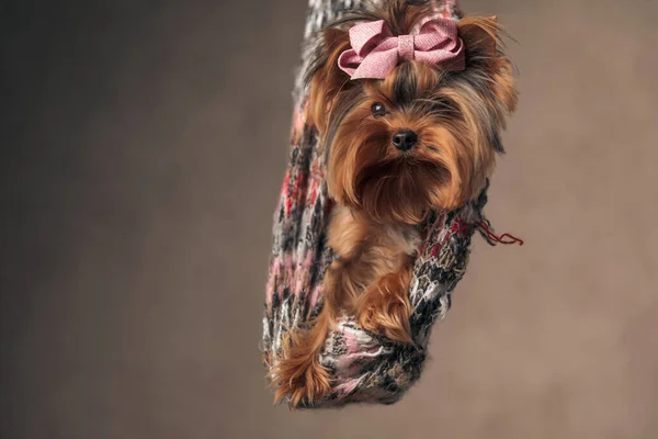 Adorável Yorkshire Terrier Cão Com Grande Chapéu Rosa Arco Sendo — Fotografia de Stock