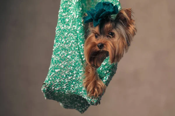adorable yorkshire terrier dog in the air in a green sack looking to side in front of beige background