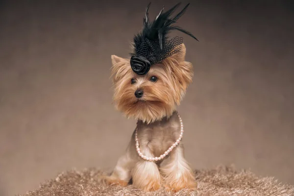 Lovely Little Yorkshire Terrier Black Feathers Accessorie Head Pearls Necklace Stock Image