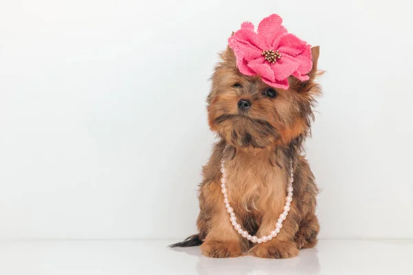 Adorable Yorkshire Terrier Perro Usando Una Flor Rosa Perlas Sobre —  Fotos de Stock