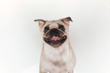 Stüdyoda soluğu soluğu soluğu soluğu soluğu çıkan ve gri arka planda mutlu olan sevimli pug köpeği.