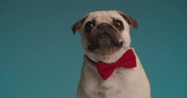 Muhteşem pug dog şaşkın hissediyor, kırmızı papyon takıyor ve mavi arka planda oturuyor.