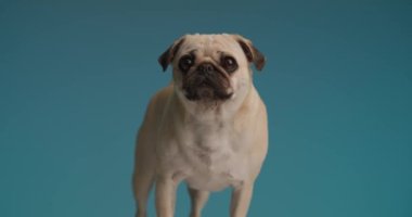 Sevimli küçük pug köpeği büyük gözler yapıyor ve mavi arka planda duruyor.