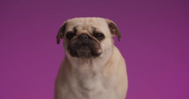 Sevimli paspas köpeği aç hissediyor ve mor stüdyo arka planında ağzını yalıyor.