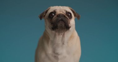 Mavi stüdyonun arka planında bir pug 'ın dikkatini çeken bir şey var.