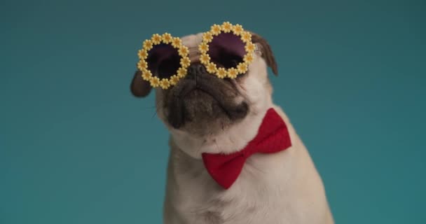 Schicker Mopshund Mit Sonnenblumenbrille Und Roter Fliege Vor Blauem Hintergrund — Stockvideo