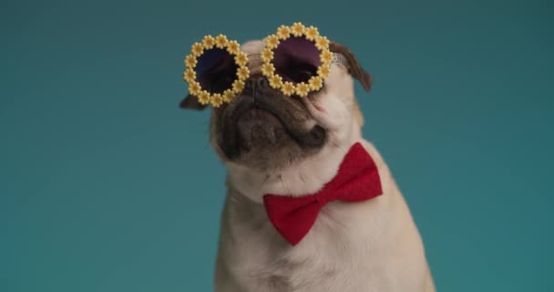 Schöner Mopshund Der Ein Wenig Lächelt Mit Roter Fliege Und — Stockvideo