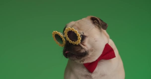Niedlicher Kleiner Mopshund Leckt Sich Den Mund Lächelt Die Kamera — Stockvideo