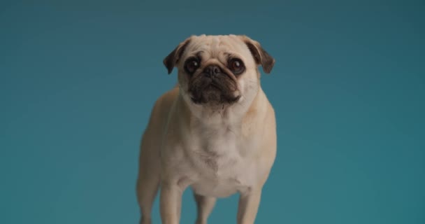 Niedliche Kleine Mops Hund Macht Sehr Große Augen Und Steht — Stockvideo