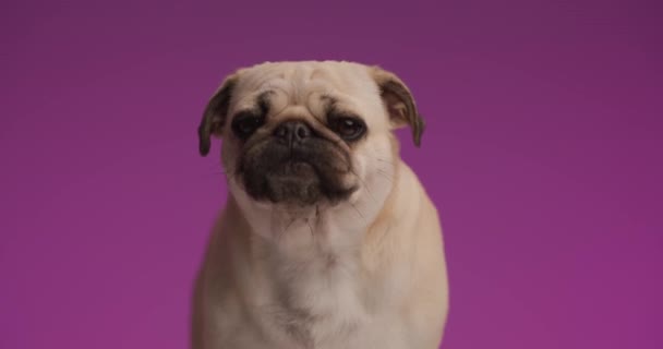 Чарівні Маки Собака Відчуває Голодний Облизує Рот Фіолетовому Студійному Фоні — стокове відео