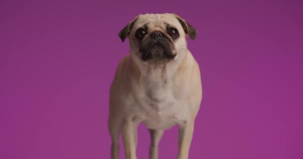 紫の背景に立って子犬の目を作る甘い犬 — ストック動画