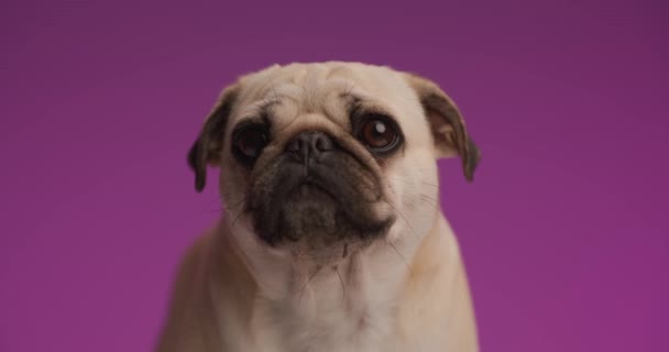 空腹の犬は口を舐めて紫色の背景で食べ物を探し回っています — ストック動画