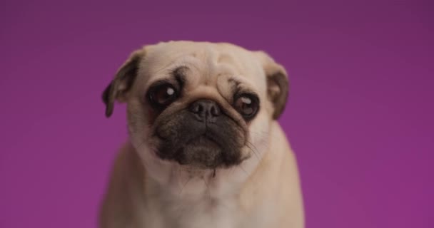 Mop Anjing Menjilat Mulutnya Melihat Samping Mencari Air Minum — Stok Video