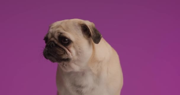 Красивий Мопс Собака Облизує Рот Після Смачної Вечері Фіолетовому Фоні — стокове відео