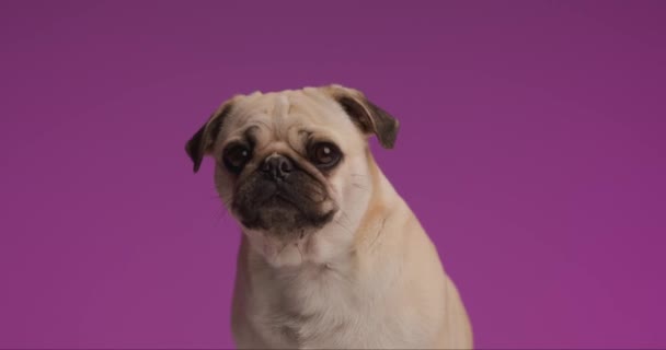 Cute Mops Dog Feeling Full Consistent Meal Licking His Mouth — Stock Video
