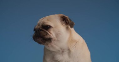 Bir şeyler yemek ve burnunu mavi arka planda yalamak için can atan sevimli küçük paspas köpeği.