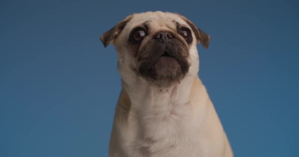 Pequeno Cão Pug Olhando Lado Lado Para Uma Onça Comida — Vídeo de Stock