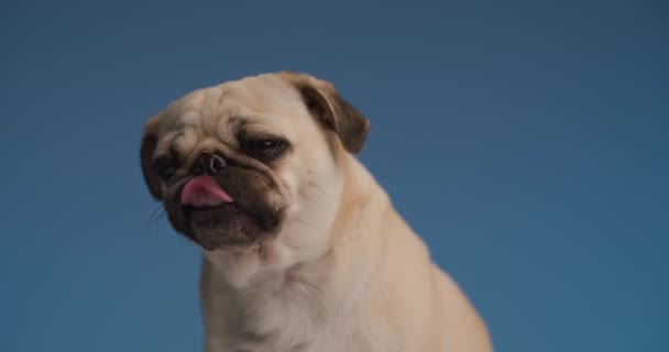 Cooler Mops Leckt Seine Nase Auf Blauem Hintergrund — Stockvideo