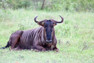 Mavi wildebeest