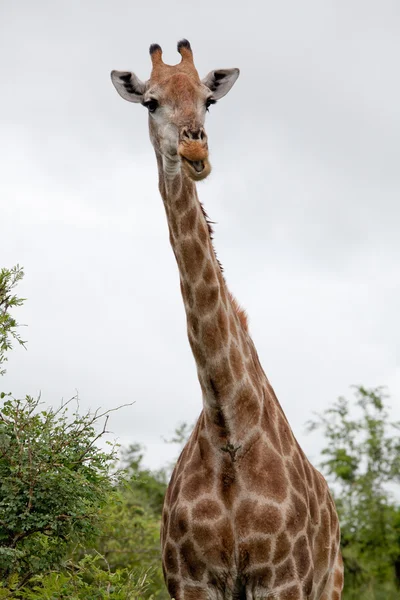 Watching Giraffe — Stock Photo, Image