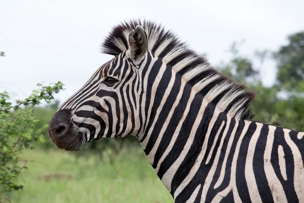 Zebra di burchell Fotografia Stock