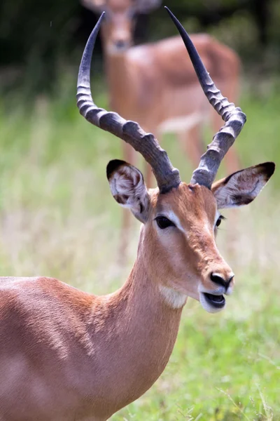 Impala antelope Stock Image