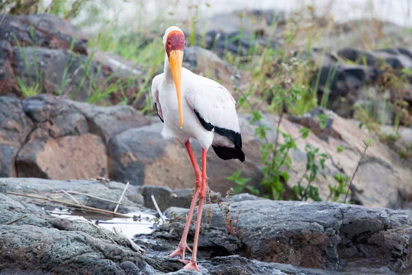 Jakt Gulnäbbad stork — Stockfoto