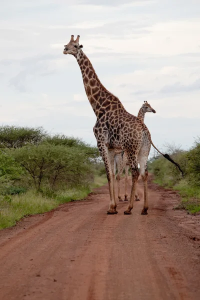 Giraffe sulla strada Immagini Stock Royalty Free