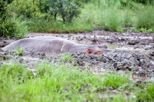 Flodhäst i lera pool — Stockfoto