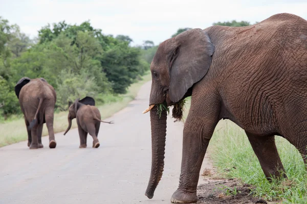 Sloní rodina je přes silnici — Stock fotografie