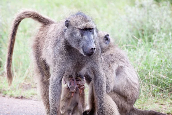 Familia de Olive Baboon en el camino —  Fotos de Stock