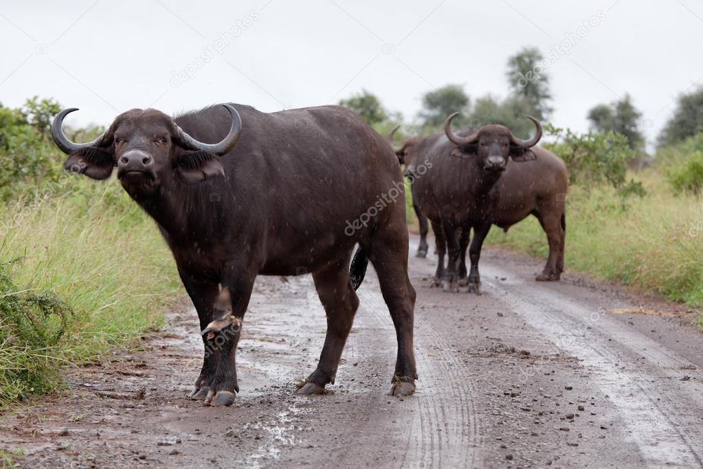 Buffaloes in the rain on the road