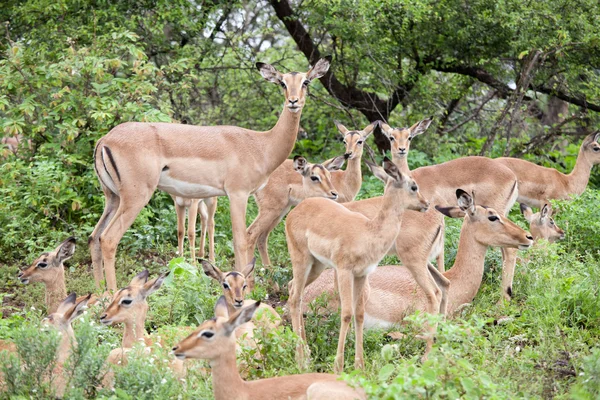 Flock of impala antelope — Stock Photo, Image