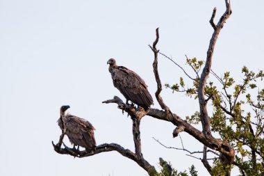 Ak sırtlı akbaba çıplak ağaç gövdesi üzerinde