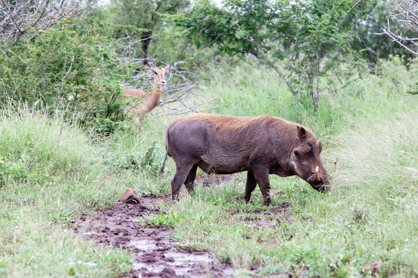 Warthog v buši — Stock fotografie