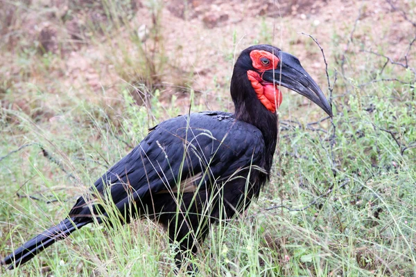 Hornbill do sul do solo — Fotografia de Stock