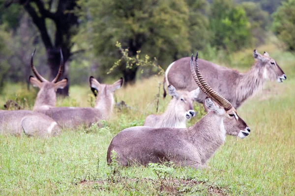 Flock of Waterbuck antelopes — Stock Photo, Image