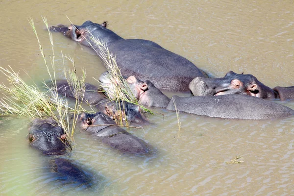 Hippopotamus family — Stock Photo, Image