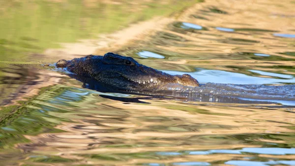 Kummitteleva krokotiili matalassa vedessä — kuvapankkivalokuva
