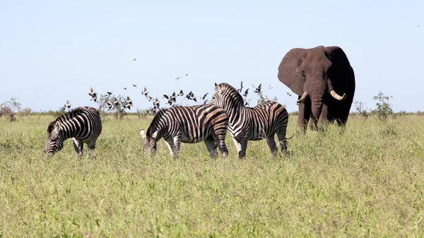 Elefant med zebror och fåglarna i bushen — Stockfoto