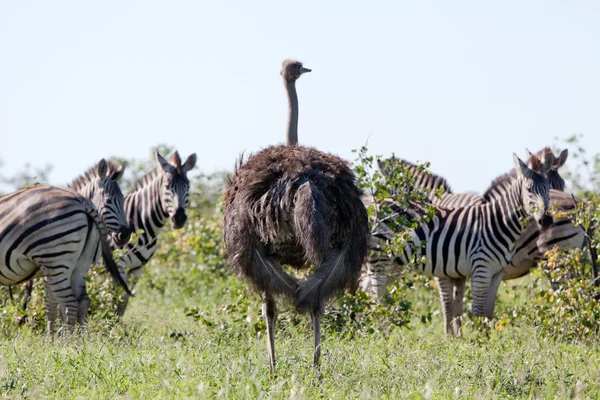 Burchells zebror och struts — Stockfoto