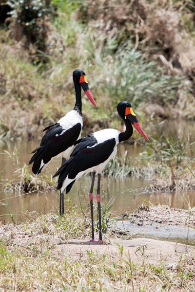 Par av sadel - fakturerade stork — Stockfoto