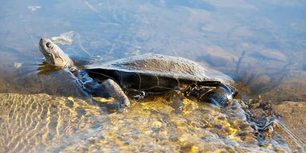 African Helmeted Turtle in water stream — Stock Photo, Image