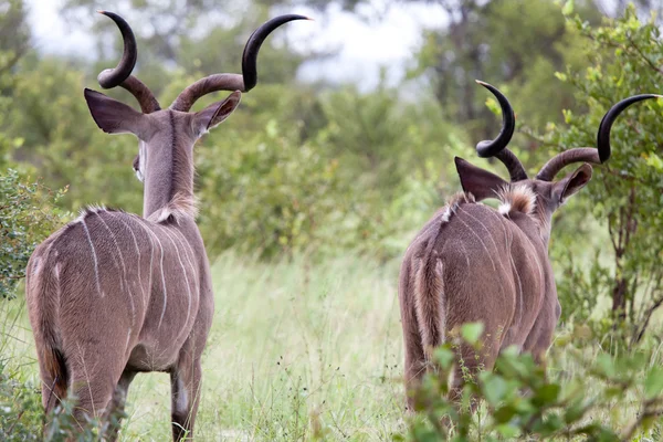 Antilopi maschi Kudu Fotografia Stock