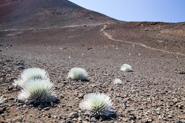 Silversword — Stock Photo, Image